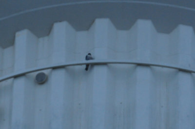 38peregrine.JPG