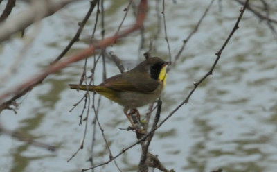 310commonyellowthroatwarblerxxxxxxxxc.JPG
