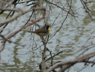 310commonyellowthroatwarblerzzzxxxxxxxxx.JPG
