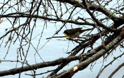 310commonyellowthroatwarbler999999999999zzz.JPG