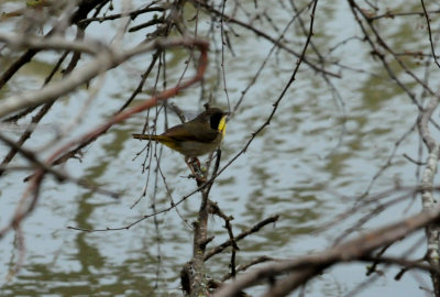 commonyellowthroatwarblerzzzzzzzzzzzzz.JPG