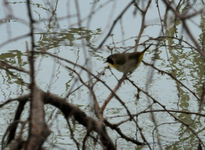 310commonyellowthroatwarbler111111111.JPG