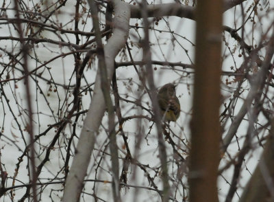 310common yellowthroat .JPG