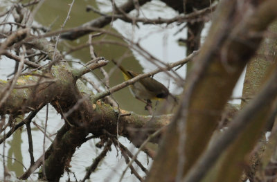 310commonyellowthroat3333333333.JPG