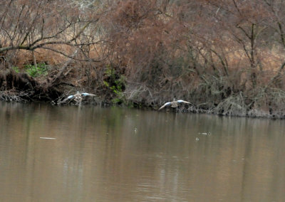 310bluewingedteals.JPG