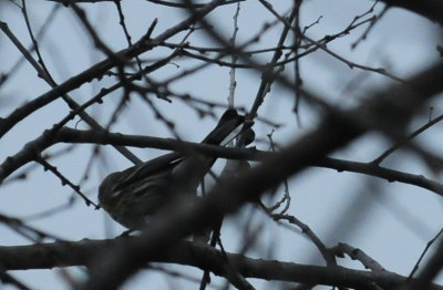 310yellowrumped.JPG