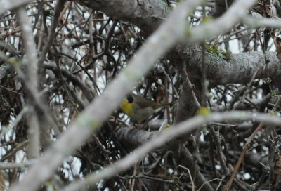 38comyellowthroatwarbler.JPG