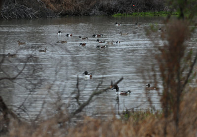 38waterfowl.JPG