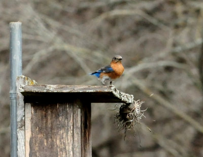 311easternbluebirdssssssssss.JPG