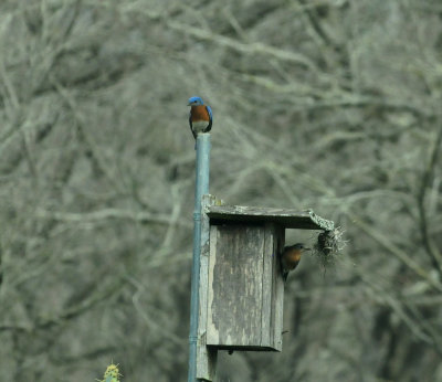 311easternbluebirds222222.JPG