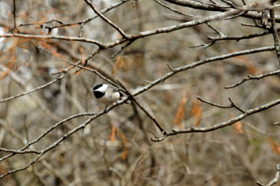 311chicadee.JPG
