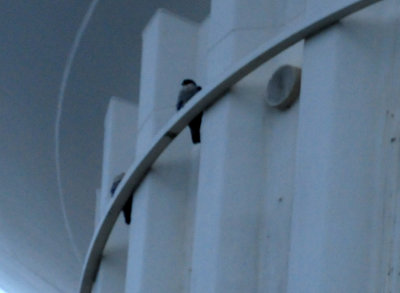 311peregrine.JPG