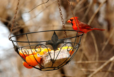 311Cardinal22222222.JPG