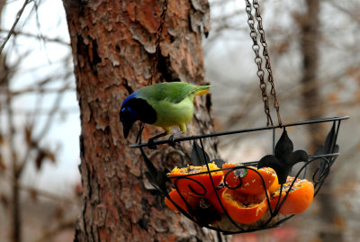 311GreenJay9854.JPG