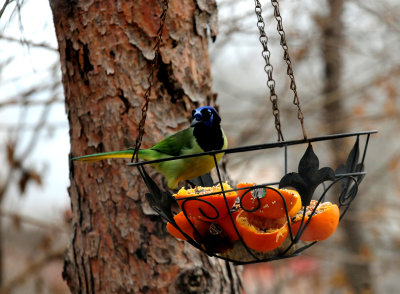 311GreenJay4321.JPG