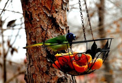 311GreenJay9876.JPG
