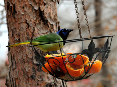 GreenJay4567.JPG