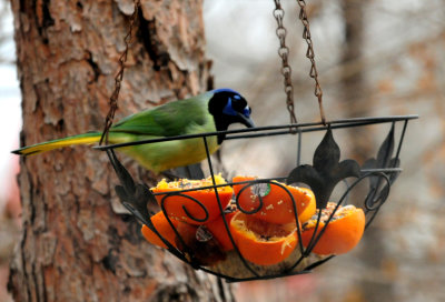 311GreenJay.JPG