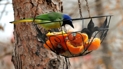 GreenJay2345.JPG