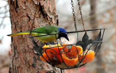 311GreenJay26.JPG