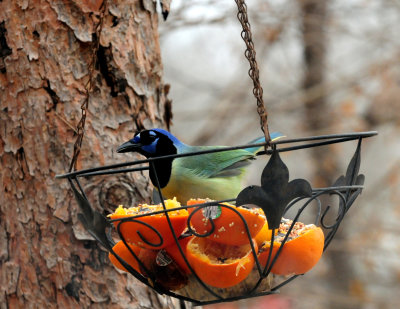 311ggggreenjay.JPG