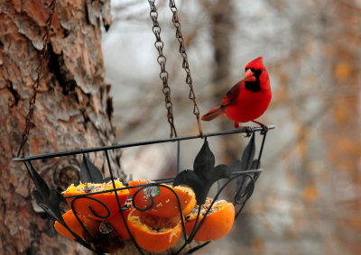 311cardinal.JPG