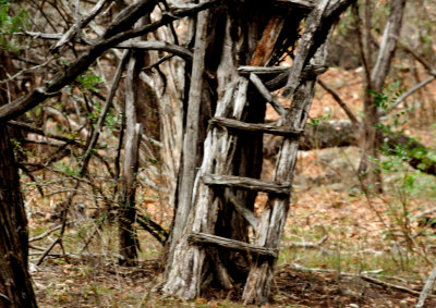312treehouse.JPG