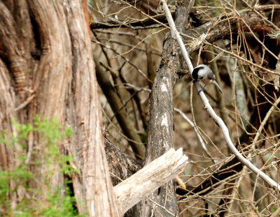 312chickadee.JPG
