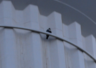 312peregrine.JPG