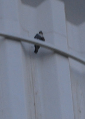 312peregrineeee.JPG