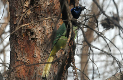 312ggreenjay.JPG