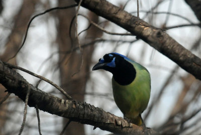 312gggreenjay.JPG