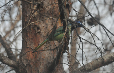 312greenjay.JPG