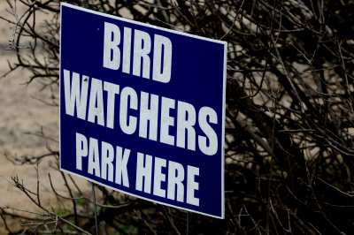 313birdwatchers.JPG