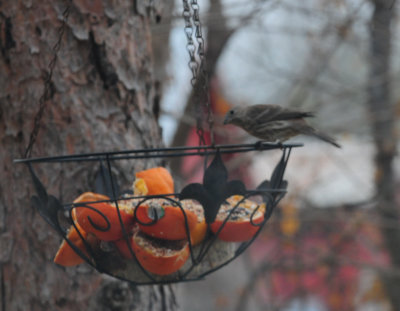313housefinch.JPG