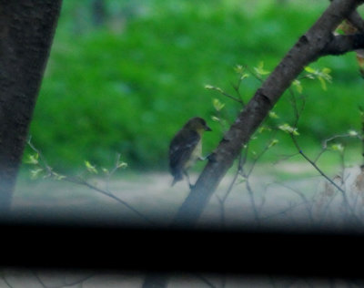 313bird.JPG
