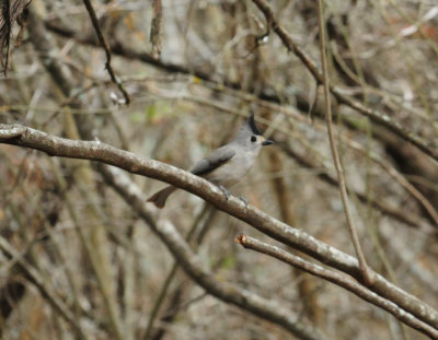 312titmouse.JPG