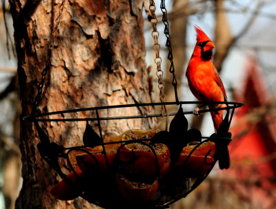 314cardinal6.JPG