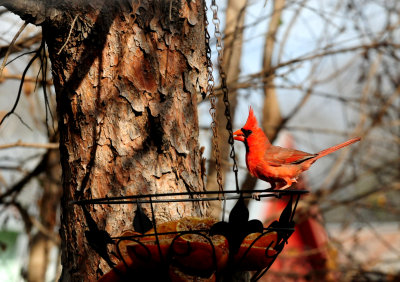 314cardinal3.JPG