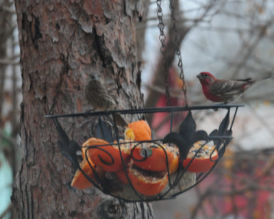 313housefinches.JPG