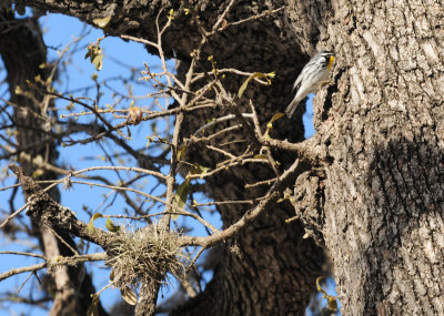 315yellowthroatedwarbler13.JPG