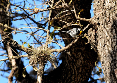 315yellowthroatedwarbler12zzzzzzzz.JPG