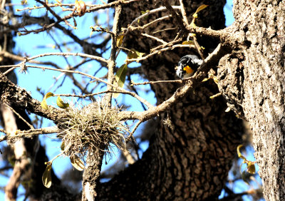 315yellowthroatedwarbler11zzzzzzzz.JPG