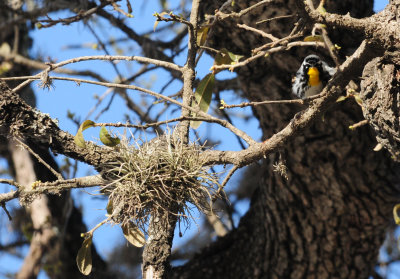 315yellowthroatedwarbler8zzzzz.JPG