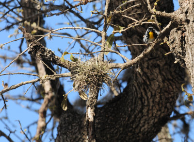 315yellowthroatedwarbler7.JPG