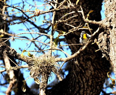 315yellowthroatedwarbler6zzzzzzzz.JPG
