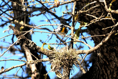 315yellowthroatedwarbler4zzzzzzzz.JPG