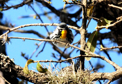315yellowthroatedwarblerzzzzzzz.JPG