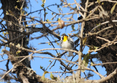 315yellowthroatedwarbler.JPG