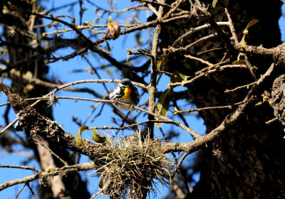 315yellowthroatedwarbler2zzzzzzz.JPG